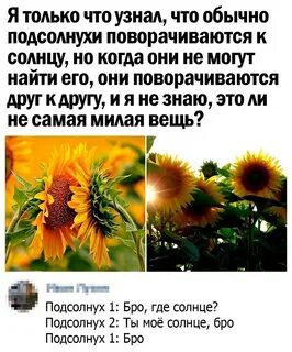 sunflower snflar -подсолнечник, подсолнух - Английский язык, № 2338483589 Ф...