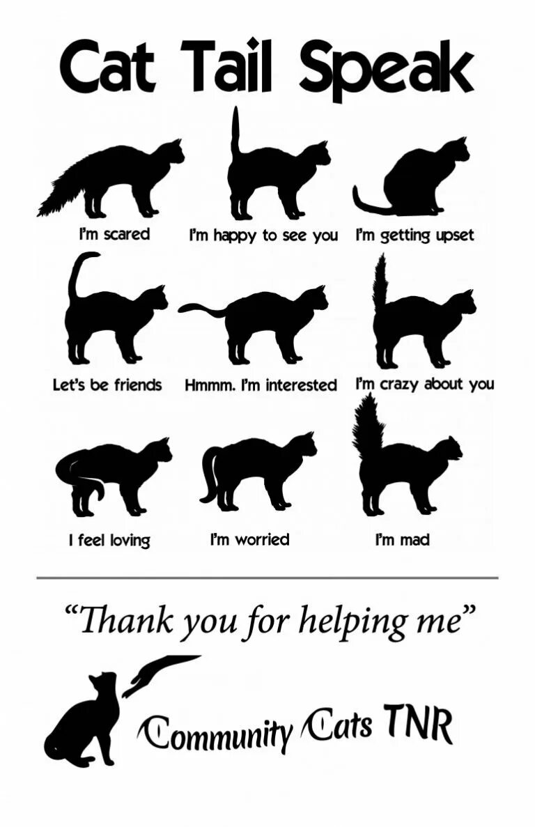 Язык тела кошек. Поведение кошек как понять. Язык тела кошек. Положение хвоста у кошки. Как понять кота по хвосту.