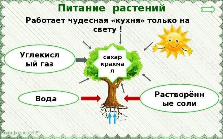 Солнце растения и мы видеоурок. Солнце растения и мы с вами. окружающий мир солнце растения и мы с вами. солнце растения и мы с вами 3. солнце растения и мы с вами 3 кл.