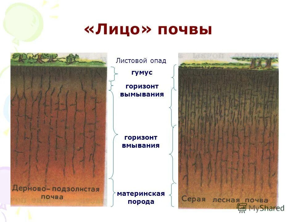 К материнской породе примыкает горизонт