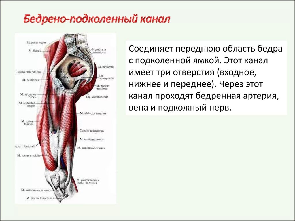 Мышцы голени топографическая анатомия. Бедренно подколенный канал отверстия. Бедренно подколенный канал топография. Голеноподколенный канал входное отверстие.