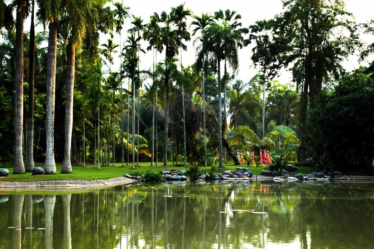 Сишуанбаньна Китай. Xishuangbanna Botanical Garden. Тропический парк Ялуньвань. Китай тропики.