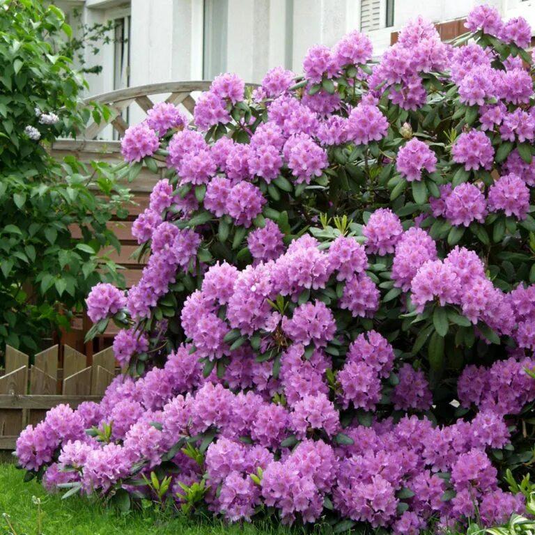 Рододендрон Roseum elegans. Рододендрон катевбинский грандифлорум. Рододендрон катевбинский Alfred. Рододендрон катевбинский Розеум Элеганс. Рододендрон садовый фото и цена зимостойкие