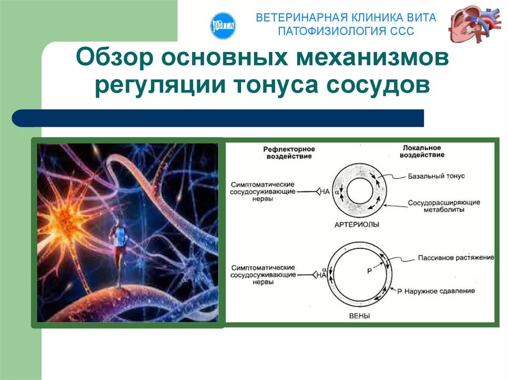 Изменение тонуса сосудов