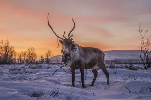 Животные мурманска