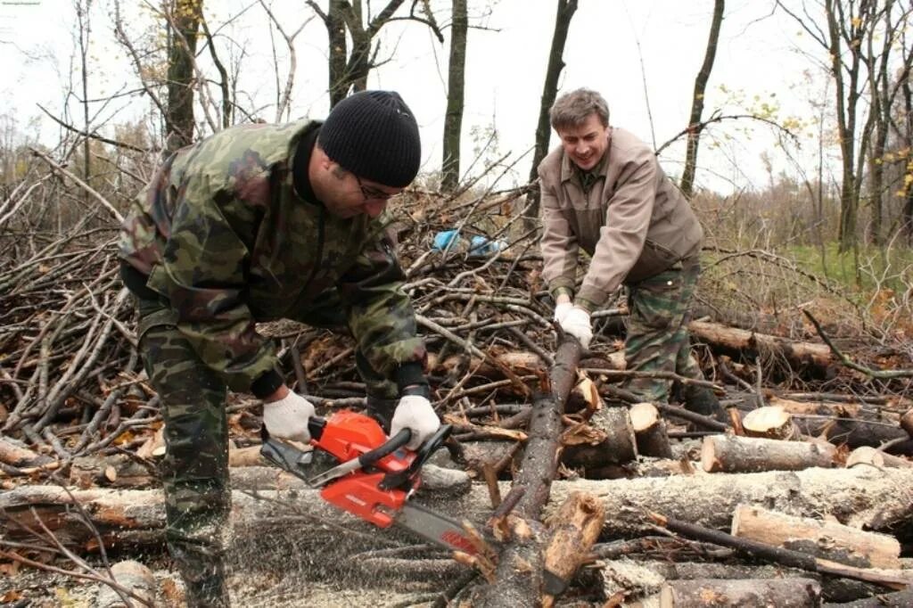 Какие деревья можно собирать