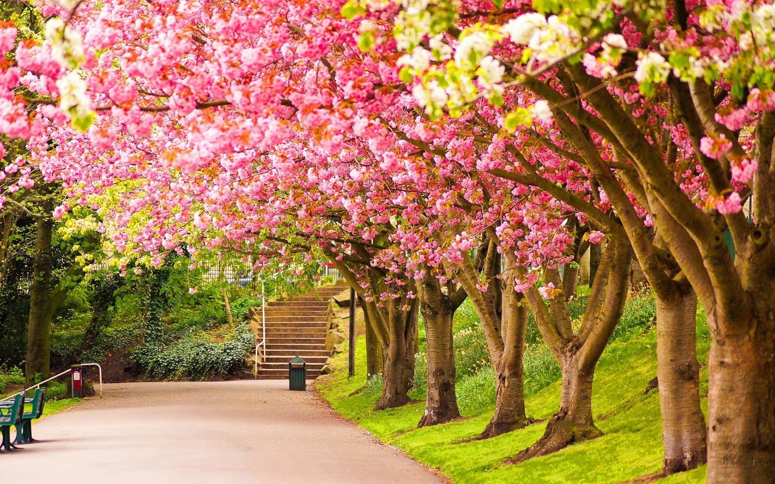 Черри блоссом дерево. Парк Шеффилд Гарден,природа,цветы,деревья,. Сад Кавати Фудзи. Аллея сакур в японский сад Мрия. Natural spring