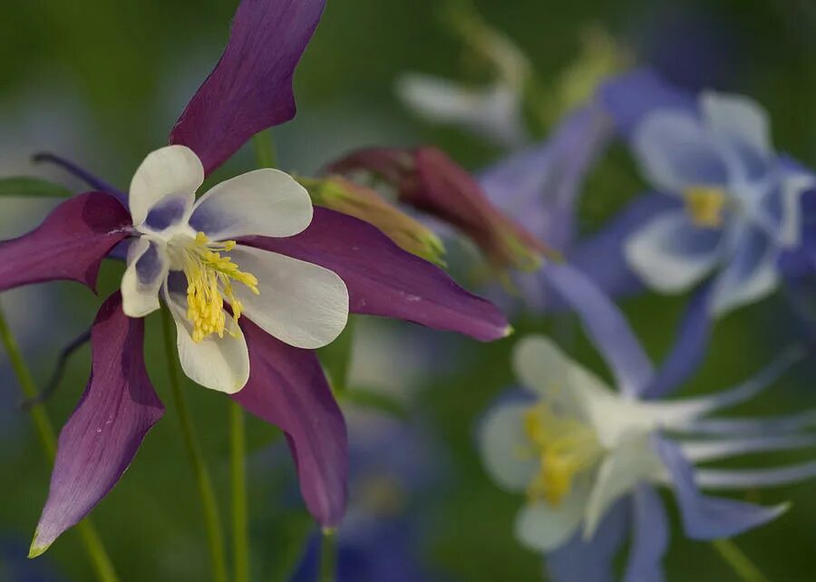 Аквилегия м. Aquilegia caerulea. Аквилегия Колумбина. Аквилегия Самоцветы. Аквилегия Экзимия.