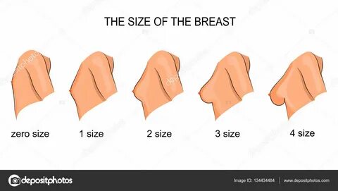 The size of the female bust. mammary gland.