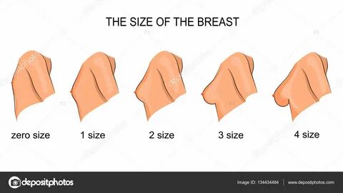 The size of the female bust. mammary gland 