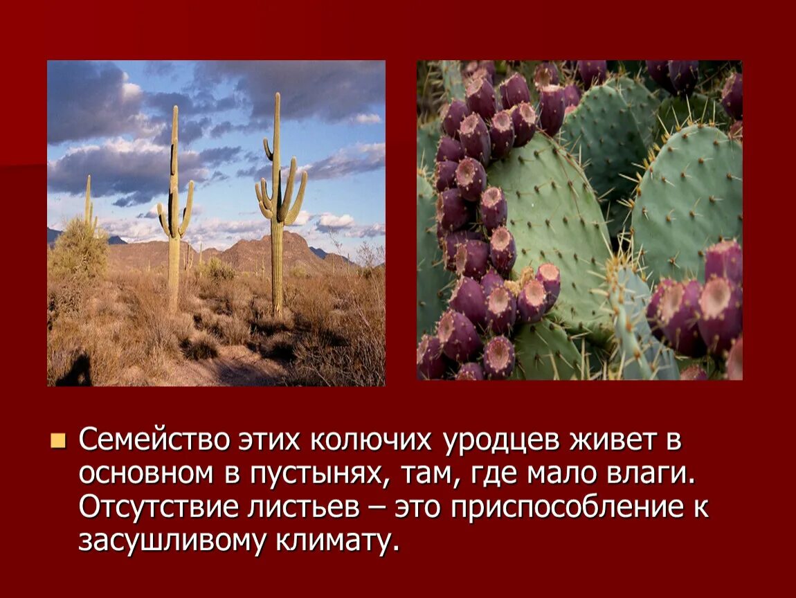 Как приспосабливаются растения к климатическим условиям. Приспособления кактуса к засушливым условиям. Приспособленность растений в пустыне. Приспособленность кактуса. Приспособление кактуса в пустыне.