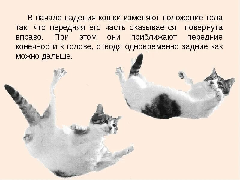 Кошка приземляется на 4 лапы. Коты всегда приземляются на лапы. падение кошки. коты падают. кот падает на лапы.