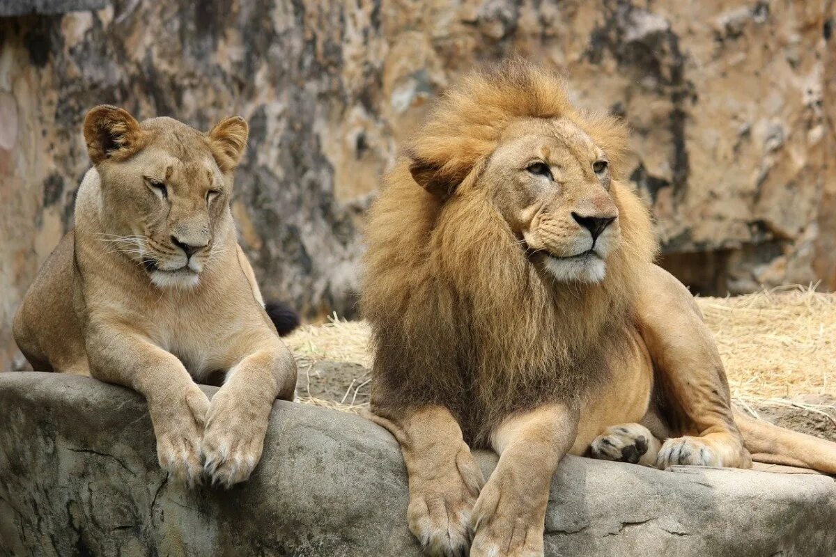 Лев и львица. Львиный Прайд. Леви львица. Лев львица Московского зоопарка.