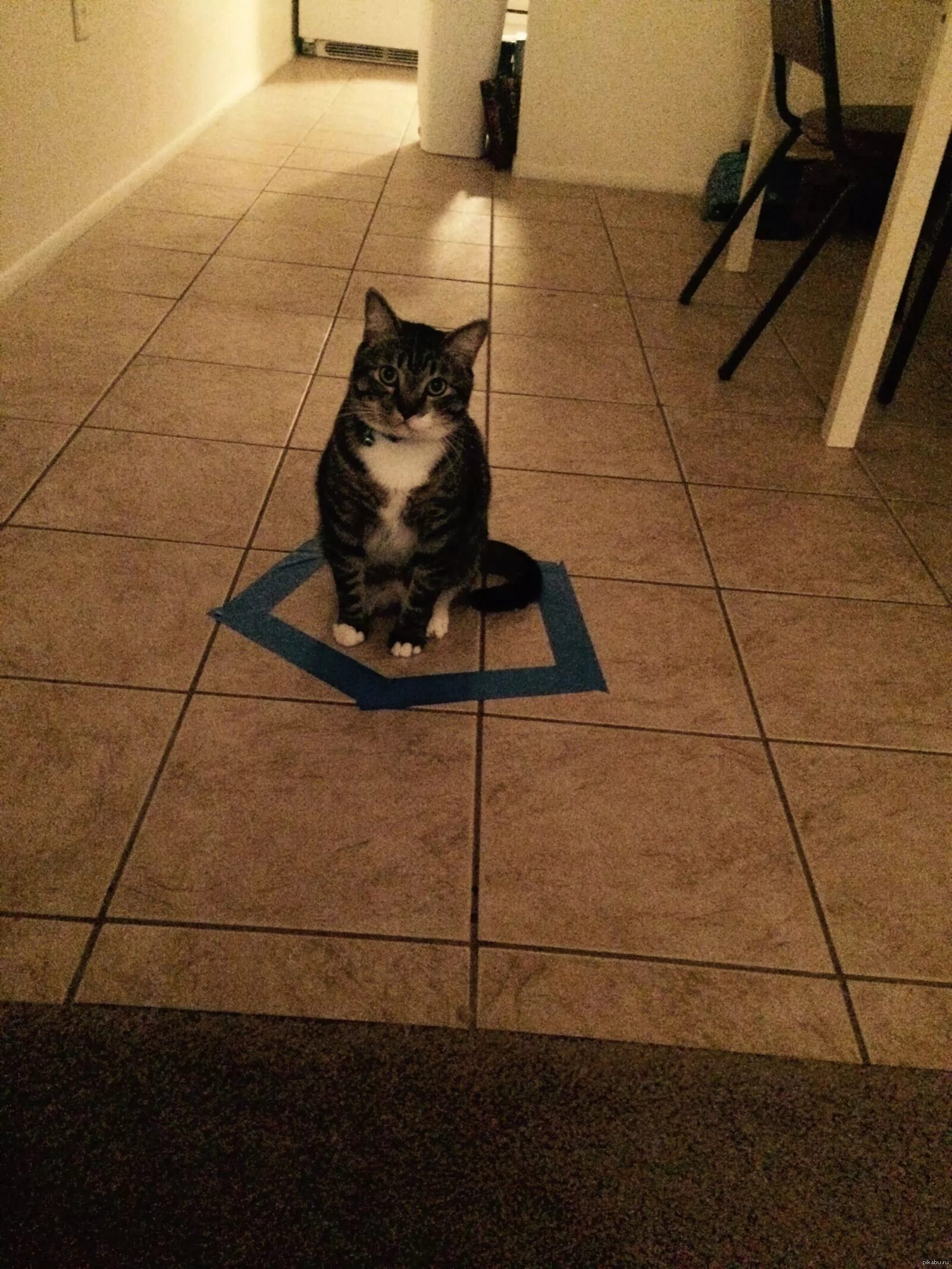 Кот валяется на полу. Кот лежит на паркете. Кот лежит на полу. Кот сидит на полу. Кошечка лежит на полу.