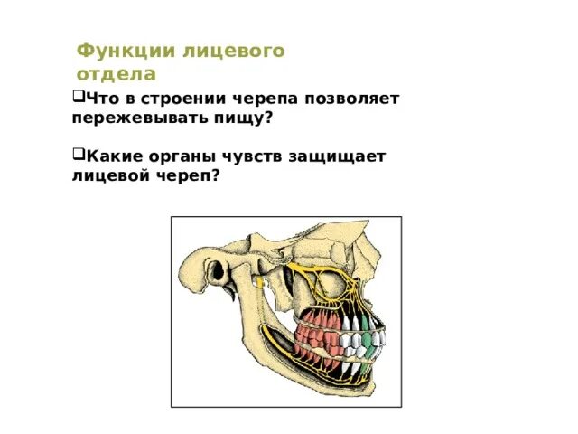 Функции лицевого отдела. Функции лицевого черепа. Функции лицевого отдела черепа. Лицеллвой череп функции.
