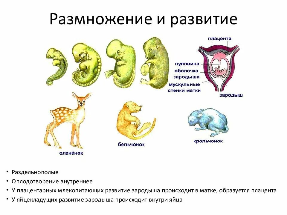 Эмбрион млекопитающих получает. Размножение млекопитающих 3 класс. развитие млекопитающих схема 3 класс. размножение млекопитающих 7 класс биология. схема развития млекопитающих 7 класс.