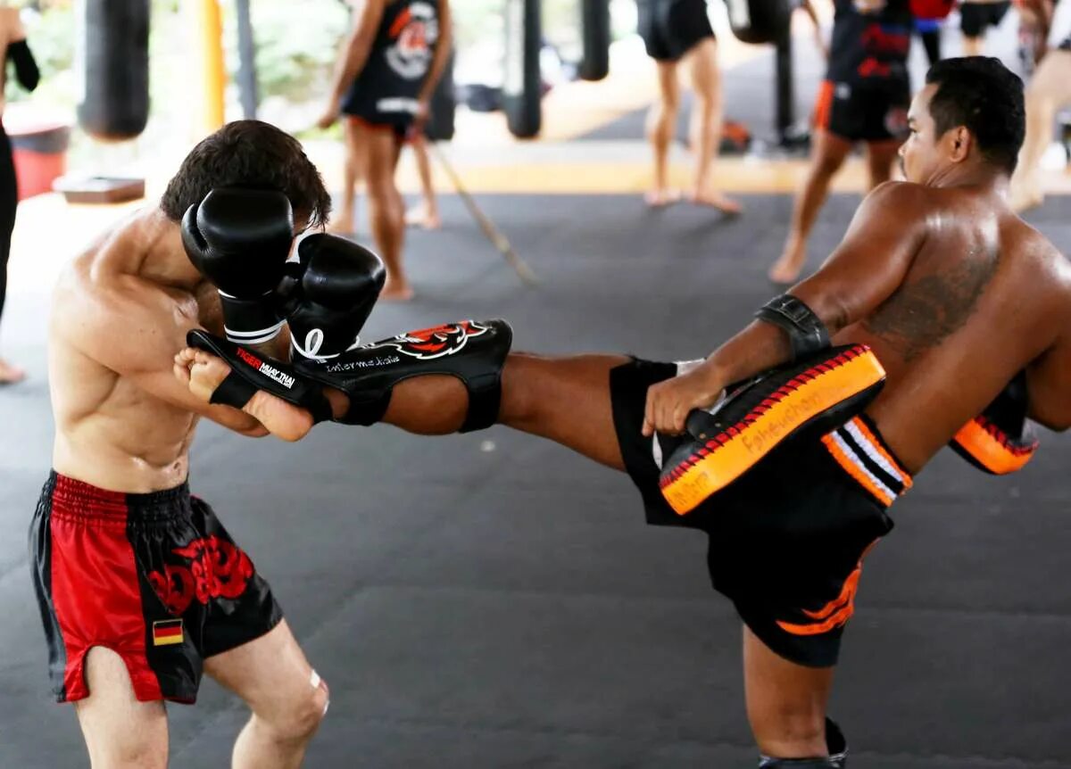 Тайгер Муай Тай. Тайгер Муай Тай Пхукет. Пауло Коста Tiger Muay Thai. Тайгер муай