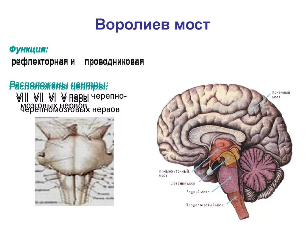 Мост мозга строение и функции. Варолиев мост анатомия. варолиев мост рефлекторная функция. мост головного мозга. мост промежуточный мозг.