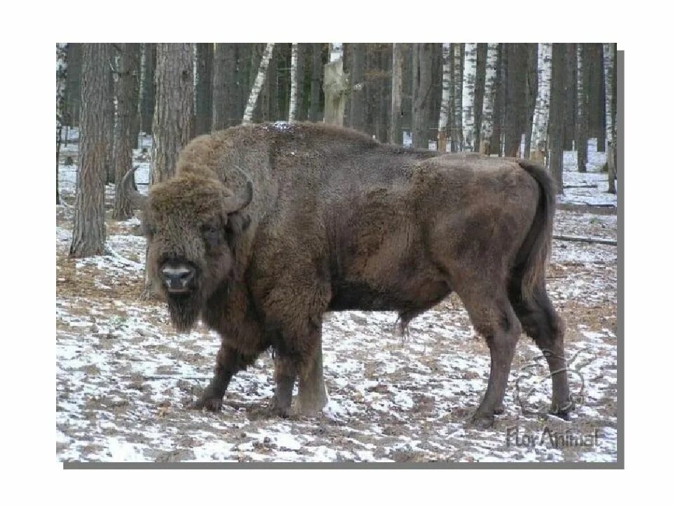 Зубры бобры. ЗУБР Bison bonasus. Кавказско-Беловежский ЗУБР. Самка зубра. Европейский ЗУБР.