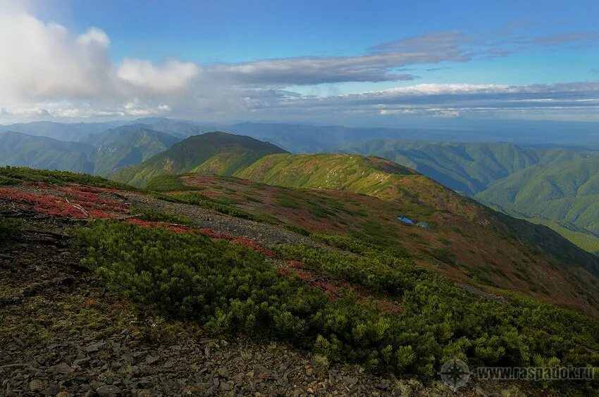 поронайский заповедник сахалина. остров монерон птичьи базары. заповедники сахалина. заповедник на острове кунашир. сахалин заказник поронайский.