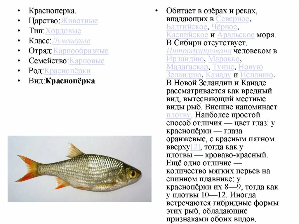 Чем питается плотва