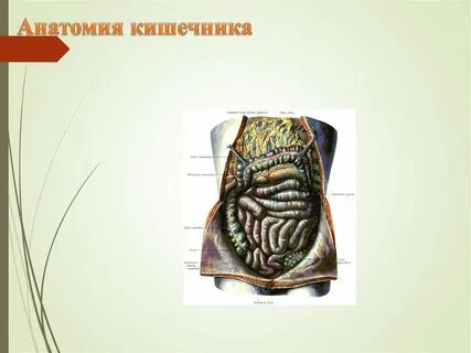 Кишечная анатомия