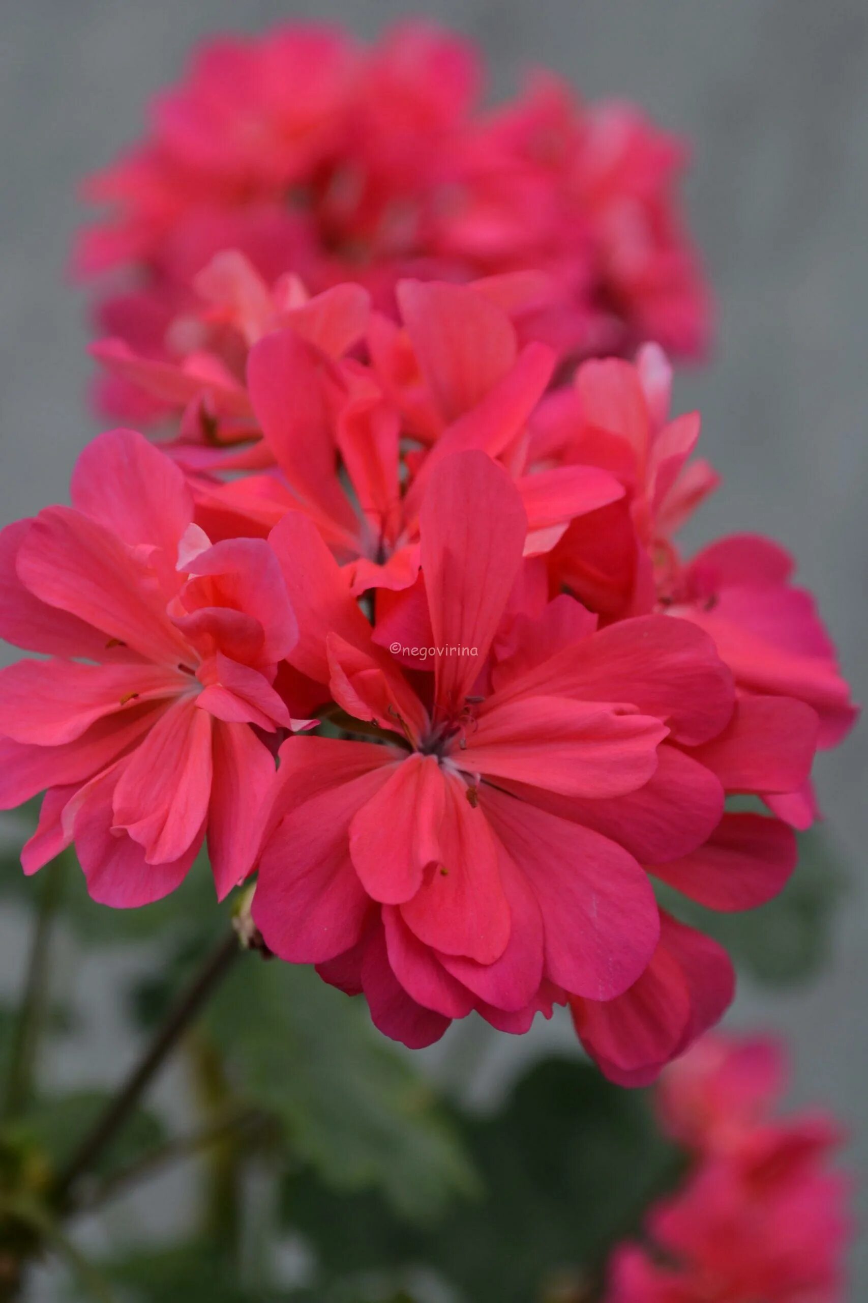 Brookside garland пеларгония. Пеларгонии brookside. Пеларгония брук сайт роза. Ю сиреневый туман пеларгония. Пеларгония brookside rose.