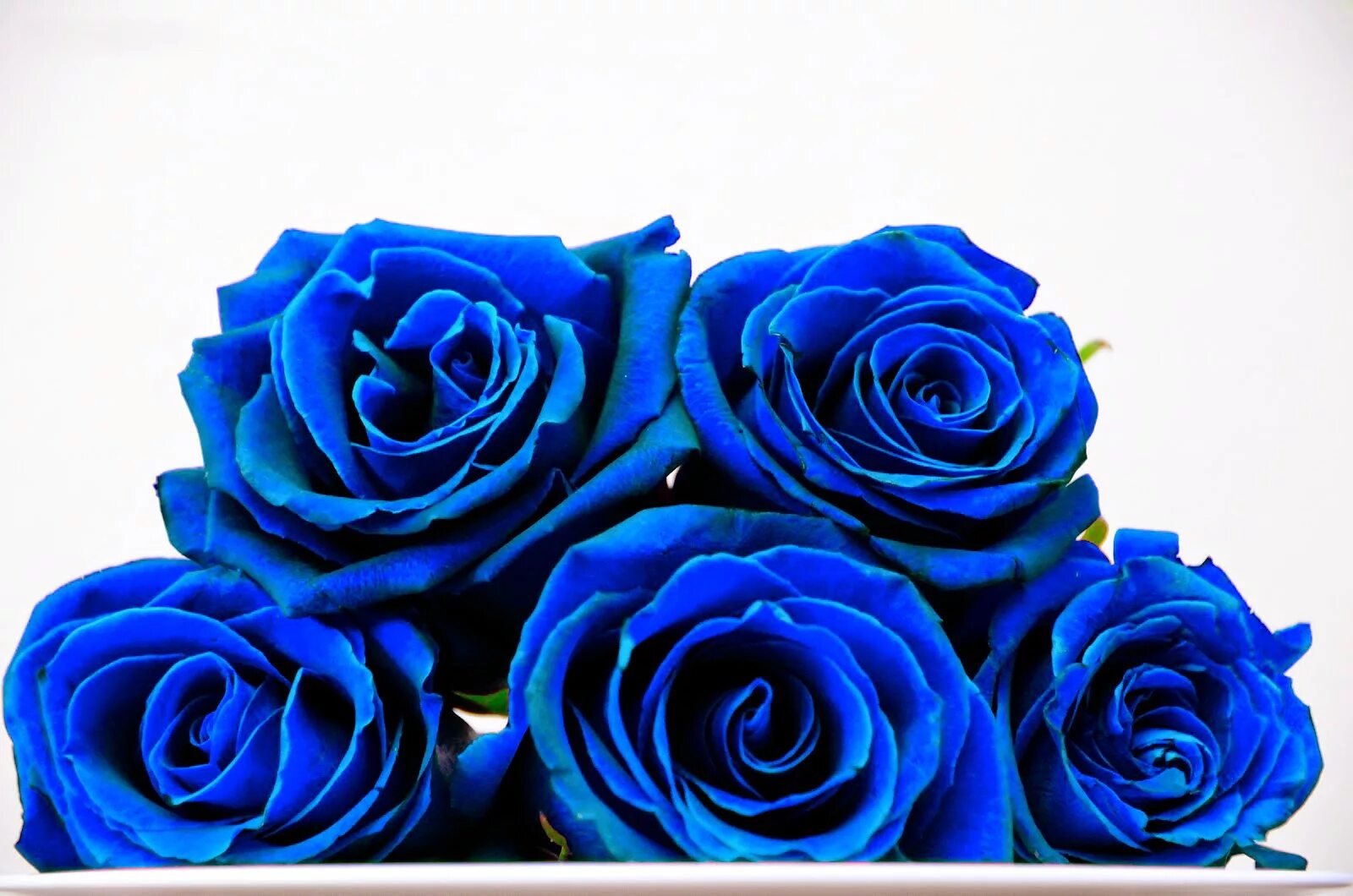 Синий день. Голубая роза Линч. Цветы розы синие. Синяя роза на белом фоне. Светло голубые розы.