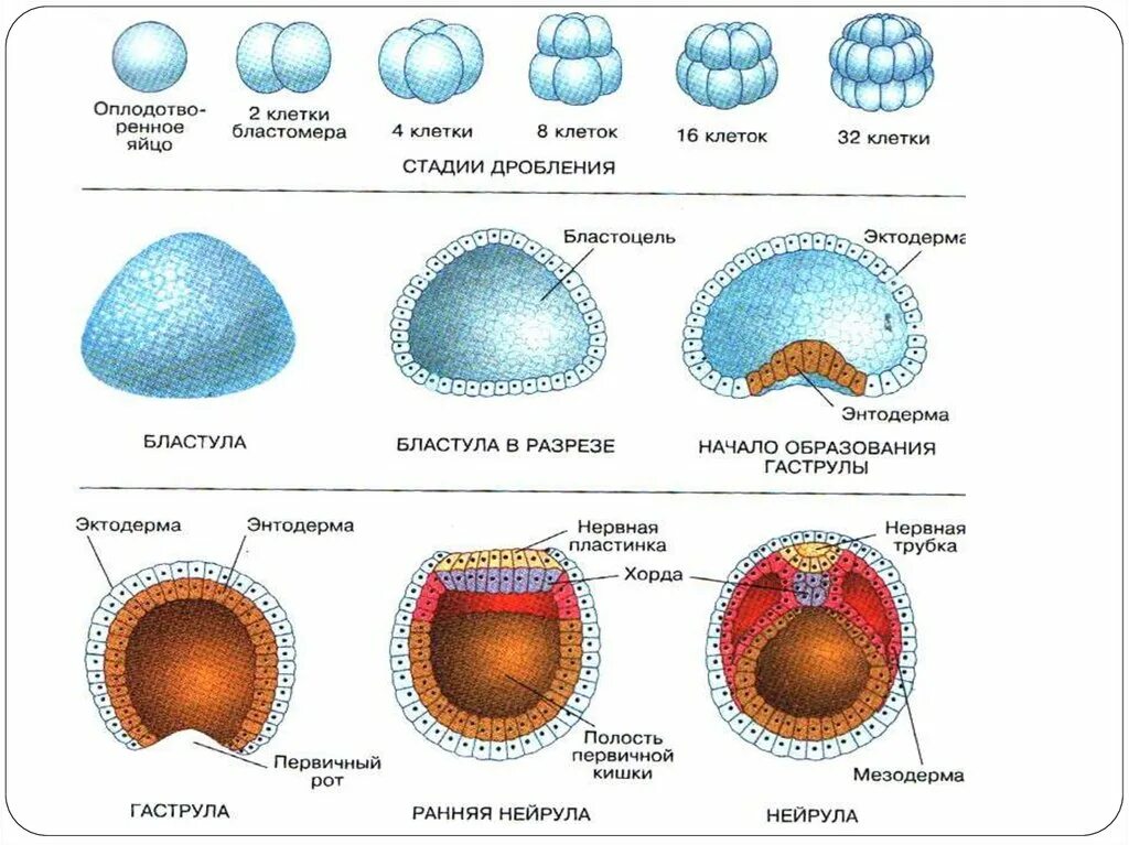 Последовательность событий онтогенеза. Этапы онтогенеза схема. Периоды онтогенеза схема. Стадии онтогенеза человека. Эмбриональный период онтогенеза.