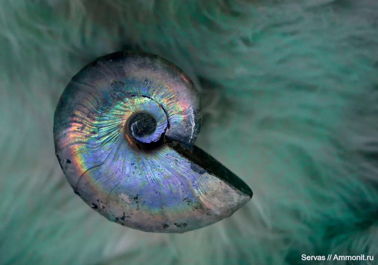 Я хочу быть nautilus