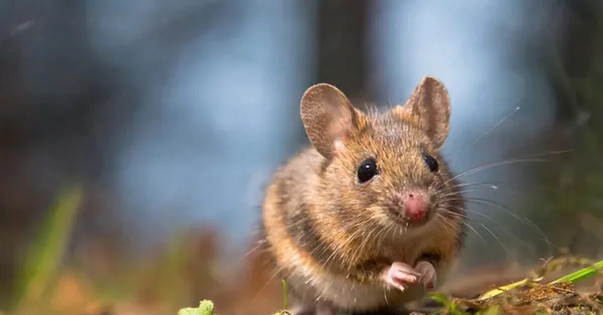 Singing mouse. Can a mouse sing ответ. know your animals. tiny mice can sing.