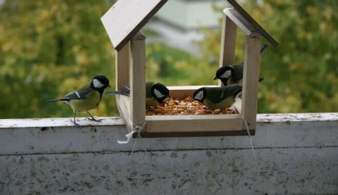 кормушка для птиц рисунок для детей. синица лазоревка кормушка. слетевшиеся к кормушке воробьи быстро склевали. кормушка для птиц. слетевшиеся к кормушке воробьи быстро склевали.