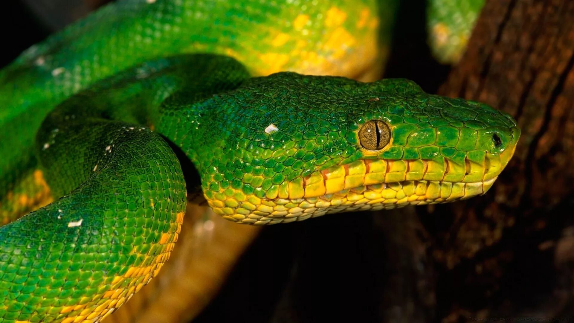 Боа 4. Змея питон зеленый. Смарагдовый полоз. Змея изумрудный питон. Зеленая мамба (Африканский изумрудный гигант).