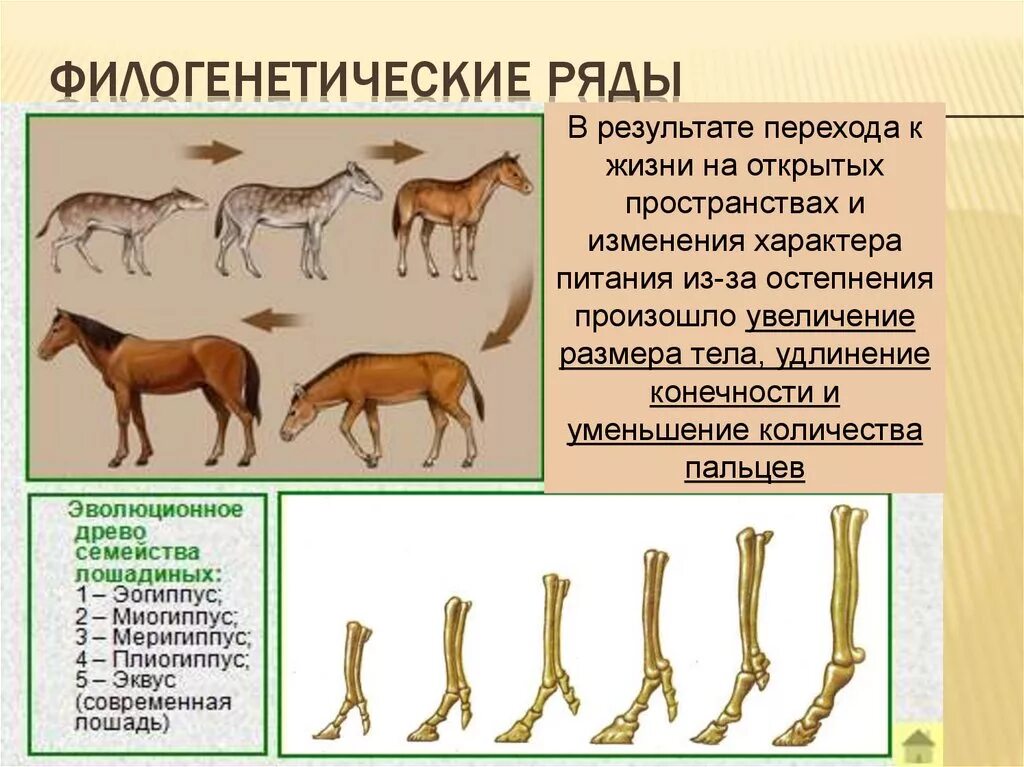 Филогенетический ряд лошади Ковалевский. Филогенетический ряд лошади доказательства эволюции. Филогенетический ряд лошади это сравнительно анатомический. Филогенетический ряд конечностей лошади. Группы изучения эволюции