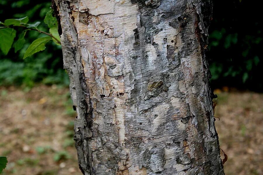 чернокорая береза. береза даурская (betula dahurica). береза даурская (betula dahurica). ). береза даурская (betula dahurica).