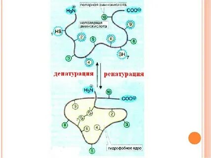 Отделенный белок