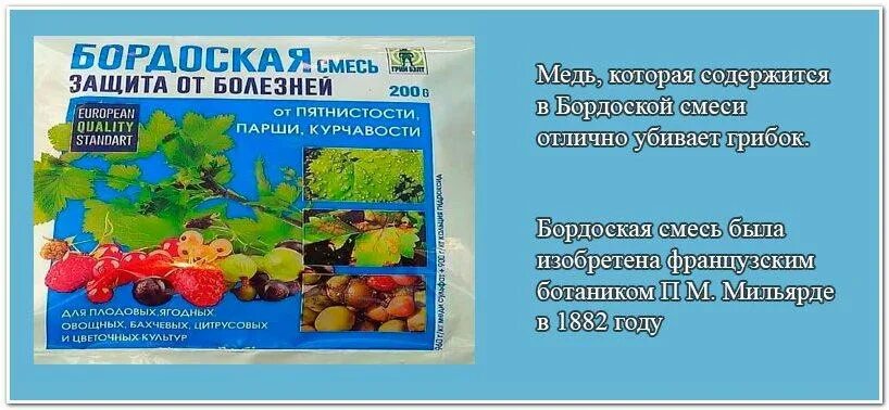 Обработка бордосской жидкостью при какой температуре. Бордосская жидкость и медный купорос. Бордосская смесь. Медный купорос и бордосская смесь. Обработка бордосской жидкостью.