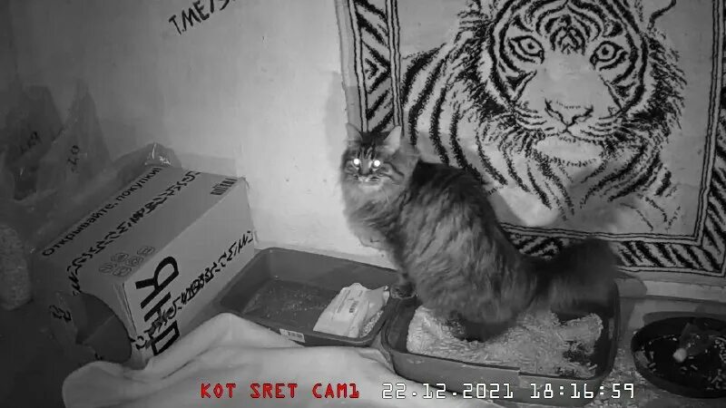 Кот не какает 4 дня. Кот не какает 4 дня. Туалет для кошек. Кот какает в лоток. Кот не какает 4 дня.