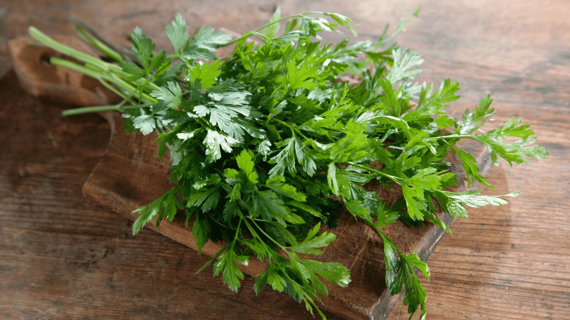 Зеленый соус песто. Зеленные культуры пастернак. Петрушка зелень. Петрушка ворожея. Петрушка польза и вред.