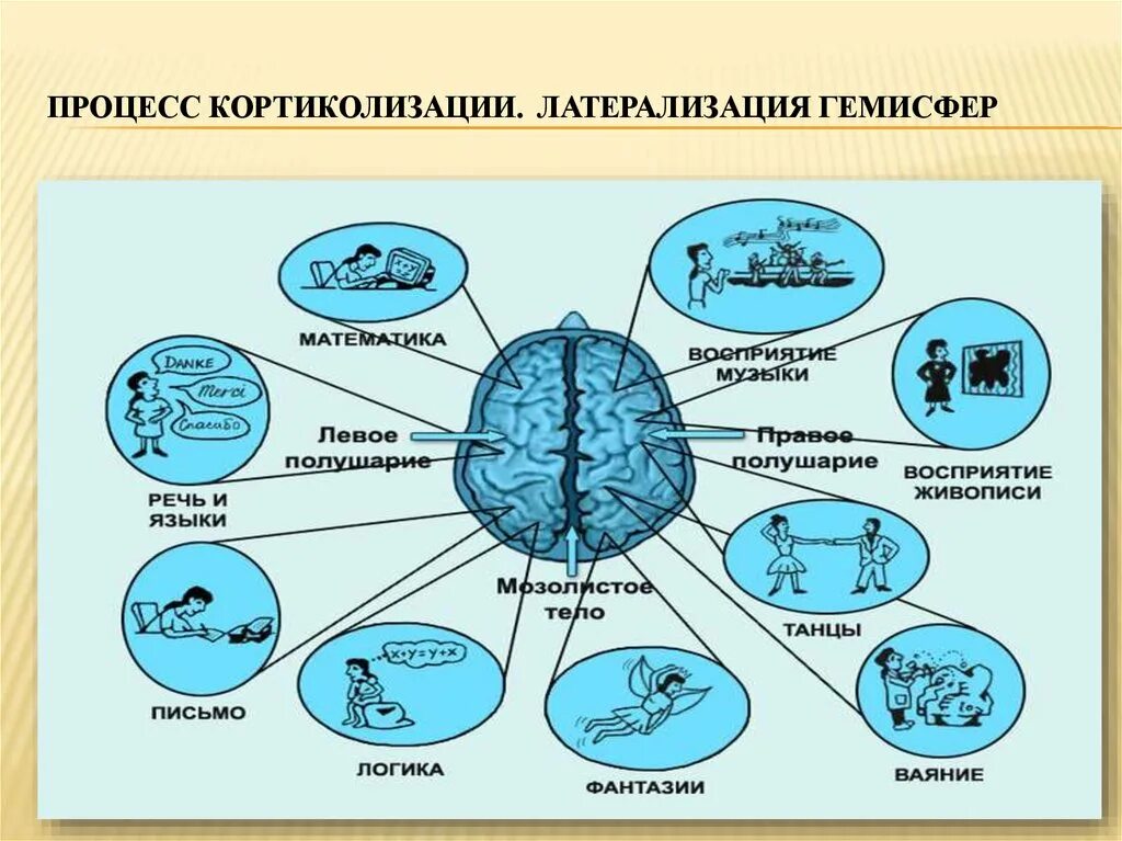 Что такое полушарие