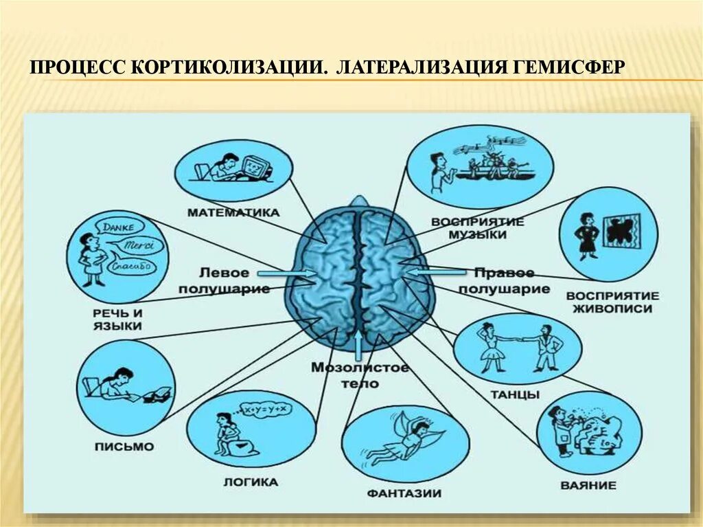 Латерализация это. Латерализация полушарий головного мозга. Латерализация функций. Латерализация функций головного мозга.