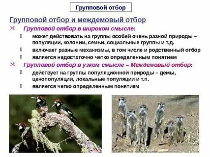 Групповой отбор