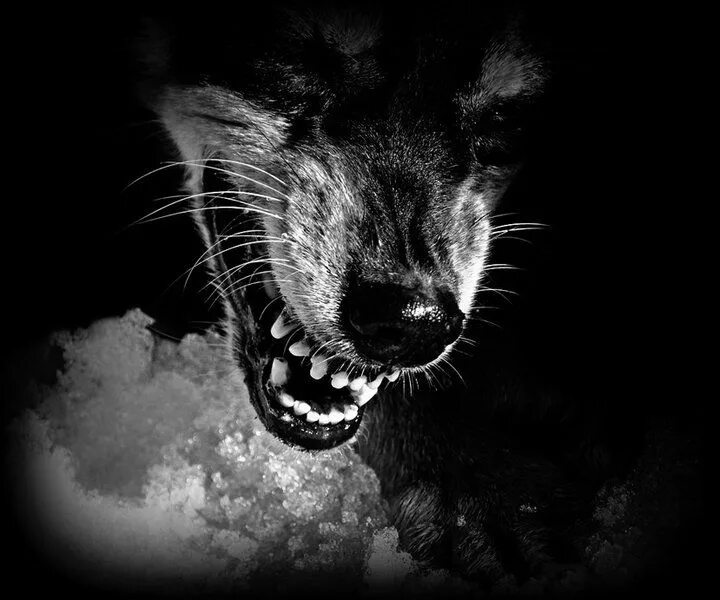 пантера зубы. медоед фото оскал. пантера клыки. каракал оскал. песни типа оскал.
