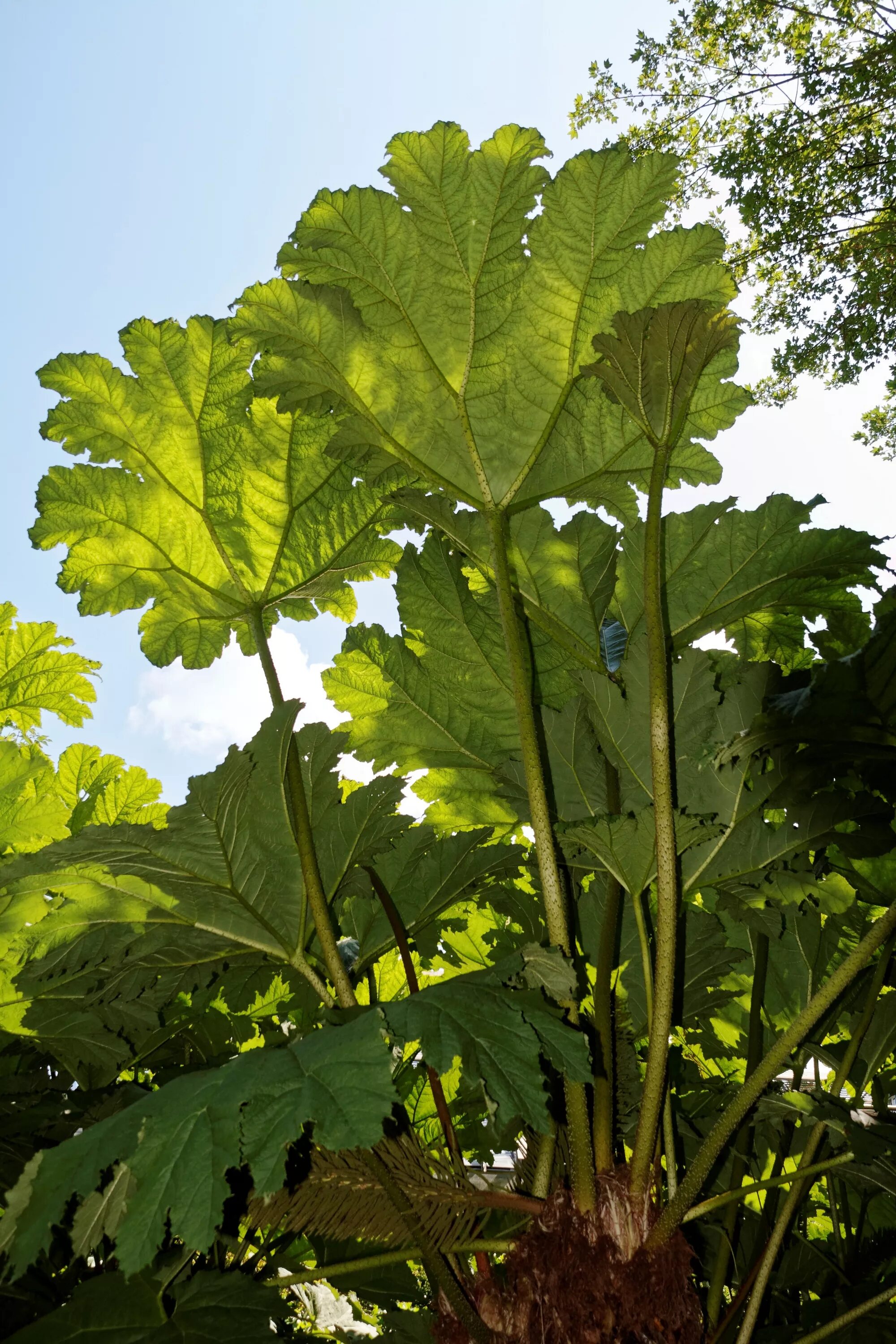 Huge plants. Гуннера Маниката. Садовое растение с большими листьями. Высокое растение с большими листьями. Дерево с большими листьями.