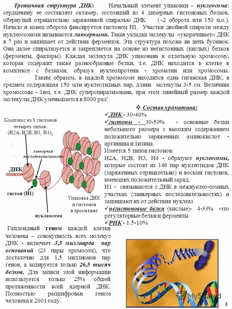 Гистон какой белок