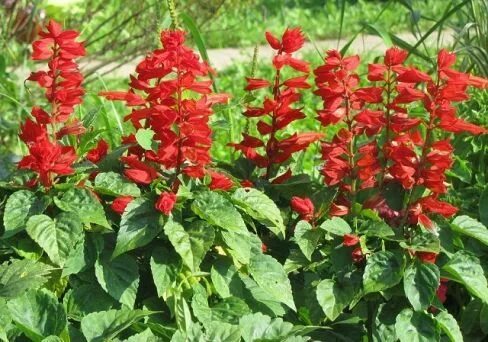 Фото сальвии цветов как выглядят Feuersalbei Samen 'Johannisfeuer' (Salvia splendens) Однолетние растения, Одноле
