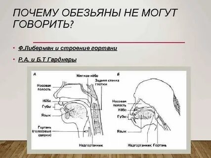 Носоглотка строение таблица