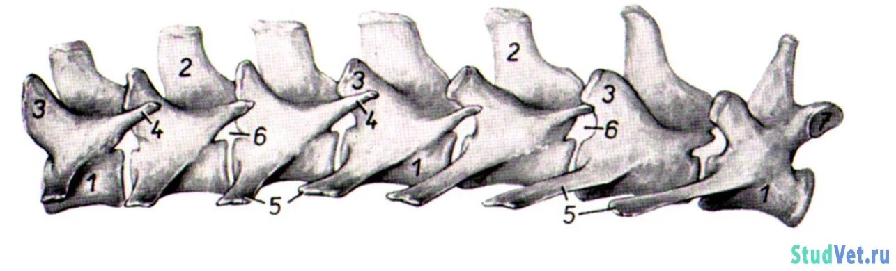 Особенности позвоночника собаки. Хвостовой позвонок коровы. Шейные позвонки лошади анатомия. Шейные позвонки собаки анатомия. Поясничные позвонки собаки анатомия.