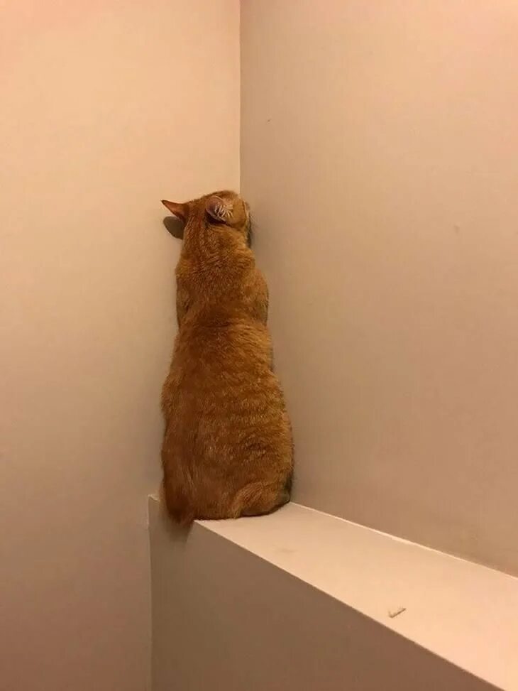 That me in the corner. Кот в углу. Кошка в углу. На угол коты. Обиженный кот в углу.