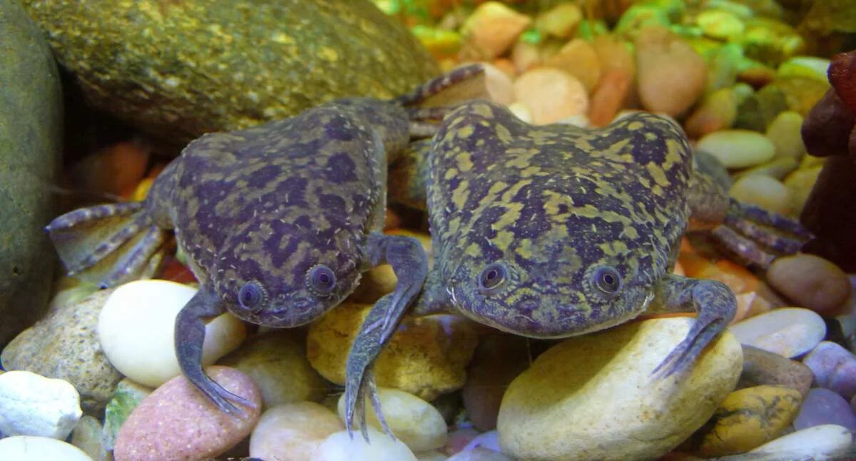 Африканская шпорцевая лягушка. Лягушка Xenopus laevis. Гладкая шпорцевая лягушка. Шпорцевая лягушка Xenopus laevis. Лягушки в аквариуме с рыбками